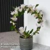Dendrobium Nobile 'White Arch'