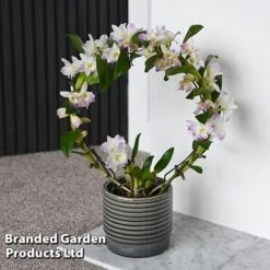 Dendrobium Nobile 'White Arch' -Tulip Bloom ORCH WHITEARCH T45162C