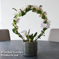 Dendrobium Nobile 'White Arch' -Tulip Bloom ORCH WHITEARCH T45165G