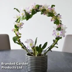 Dendrobium Nobile 'White Arch' -Tulip Bloom ORCH WHITEARCH T45166F
