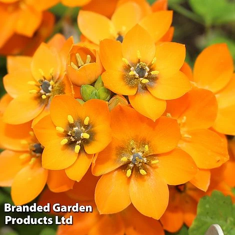 Ornithogalum Dubium 1 Ornithogalum Dubium