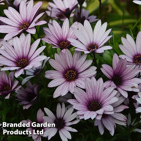 Hardy Osteospermum Collection 2 Hardy Osteospermum Collection - Image 2