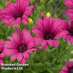 Hardy Osteospermum Collection 7 Hardy Osteospermum Collection -Tulip Bloom OSTE TRESCOPUR S11514
