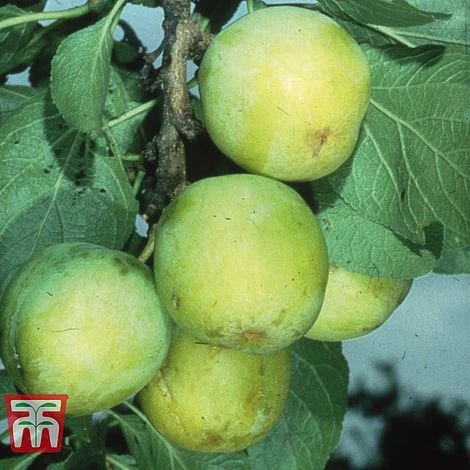 Gage 'Oullins Golden' 1 Gage 'Oullins Golden'