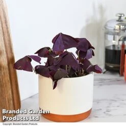 Oxalis Triangularis 'Mijke' -Tulip Bloom OXAL MIJKE12CM T48388