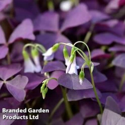 Oxalis Triangularis 'Mijke'