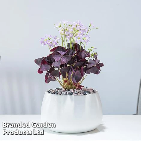 Oxalis Triangularis (Purple) 1 Oxalis Triangularis (Purple)