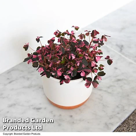 Oxalis Triangularis 'Vulcan Pink' 1 Oxalis Triangularis 'Vulcan Pink'