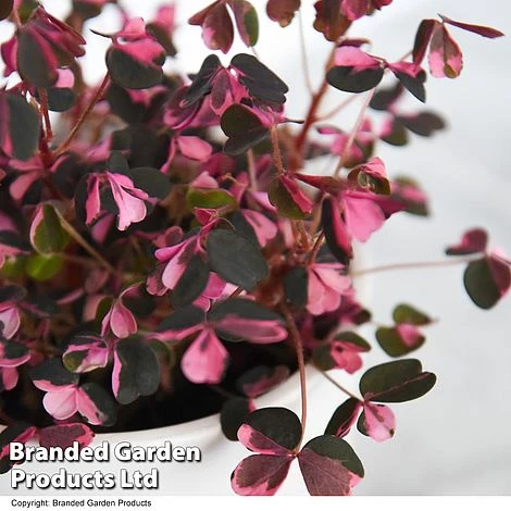 Oxalis Triangularis 'Vulcan Pink' 2 Oxalis Triangularis 'Vulcan Pink' - Image 2