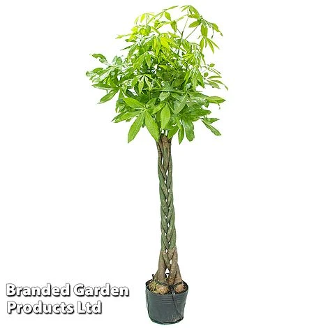 Pachira Aquatica Tree With Braided Stem 4 Pachira Aquatica Tree With Braided Stem - Image 4