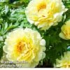 Peony 'Sonoma YeDo'