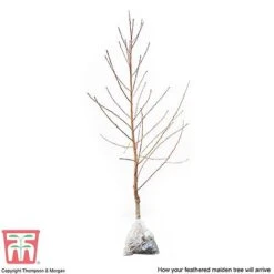 Peach 'Avalon Pride' -Tulip Bloom PEAC 87129 C