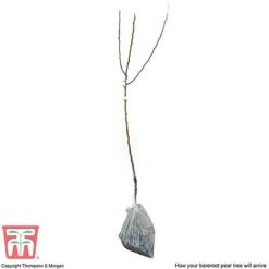 Pear 'Williams' Bon Chretien' -Tulip Bloom PEAR CWW3398 C2