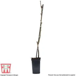 Pear 'Mini Conference' 5 Pear 'Mini Conference' -Tulip Bloom PEAR T42025 C