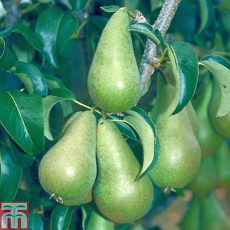 Pear 'Concorde' 1 Pear 'Concorde'