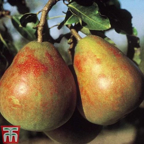 Pear 'Onward' 1 Pear 'Onward'