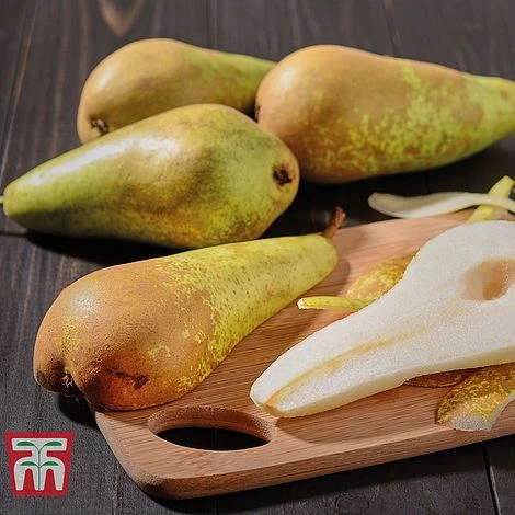 Pear 'Mini Conference' 2 Pear 'Mini Conference' - Image 2