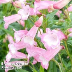 Penstemon 'Pink Bedder' -Tulip Bloom PENS KC9125 C