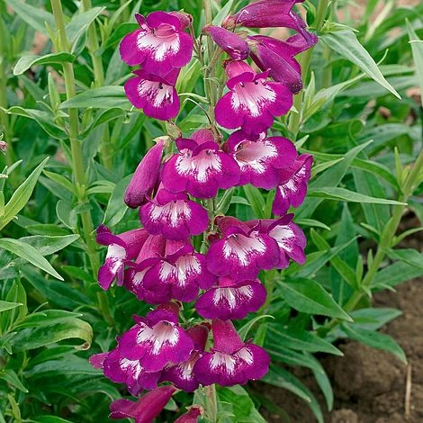 Penstemon 'Pensham Plum Jerkum' 1 Penstemon 'Pensham Plum Jerkum'