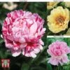Peony 'Trio' Collection
