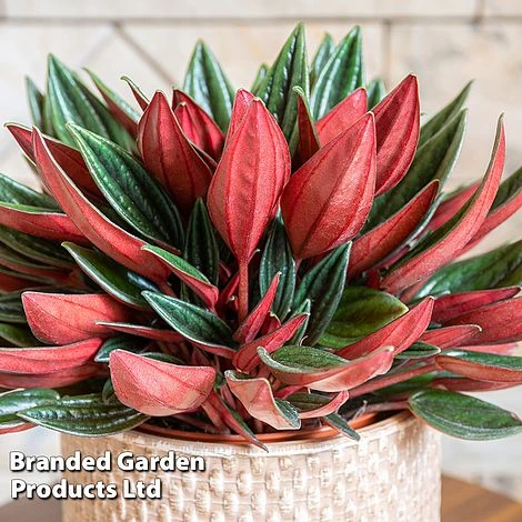 Peperomia Caperata 'Rosso' 1 Peperomia Caperata 'Rosso'