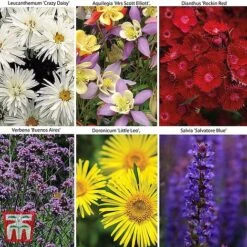 Small Best Value Perennial Collection