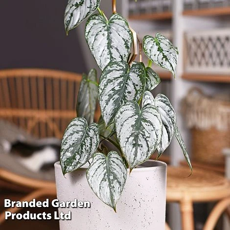 Philodendron Brandtianum 'Brandi' 1 Philodendron Brandtianum 'Brandi'