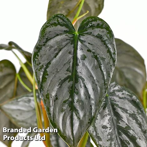 Philodendron Brandtianum 'Brandi' 3 Philodendron Brandtianum 'Brandi' - Image 3