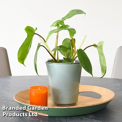 Philodendron 'Florida' 1 Philodendron 'Florida'