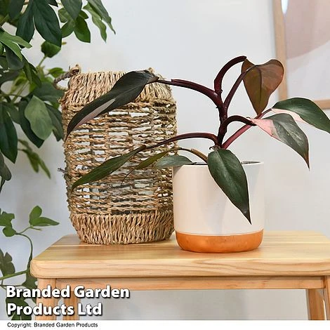 Philodendron Erubescens 'Pink Princess' 3 Philodendron Erubescens 'Pink Princess' - Image 3