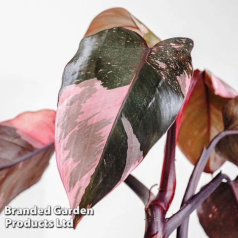 Philodendron Erubescens 'Pink Princess' 1 Philodendron Erubescens 'Pink Princess'
