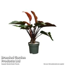 Philodendron 'Red Beauty' In Hydro Pot -Tulip Bloom PHIL REDBE30CM T506501