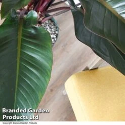Philodendron 'Red Beauty' In Hydro Pot -Tulip Bloom PHIL REDBEAUTY T50770