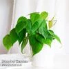 Philodendron Scandens