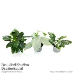 Philodendron Starter Mix -Tulip Bloom PHIL STARTE6CM T47692