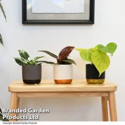 Philodendron Starter Mix -Tulip Bloom PHIL STARTERMX T47694