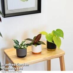 Philodendron Starter Mix -Tulip Bloom PHIL STARTERMX T47695