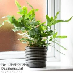 Nurseryman's Choice Indoor Fern Mix 11 Nurseryman's Choice Indoor Fern Mix -Tulip Bloom PHLE BLUESTAR T447591