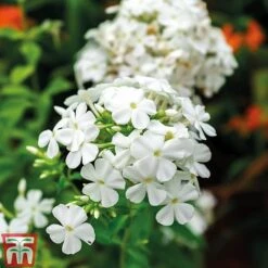 Phlox Paniculata 'Fragrant Collection' -Tulip Bloom PHLO 11935 C
