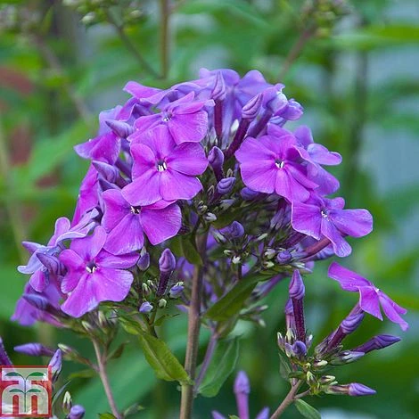 Phlox Paniculata 'Blue Boy' 1 Phlox Paniculata 'Blue Boy'