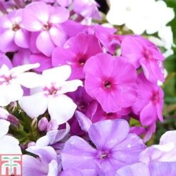 Phlox Paniculata Mixed