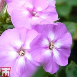 Phlox Paniculata Mixed -Tulip Bloom PHLO T82174 C