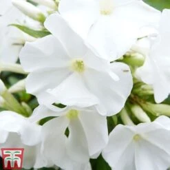 Phlox Paniculata Mixed -Tulip Bloom PHLO T82174 D