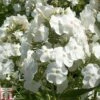 Phlox Paniculata 'Rembrandt'