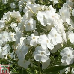 Phlox Paniculata 'Rembrandt'