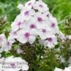 Phlox Paniculata 'Famous White Eye'