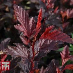 Physocarpus Opulifolius 'Little Angel' -Tulip Bloom PHYS T68148 B