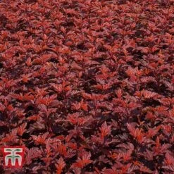 Physocarpus Opulifolius 'Little Angel' -Tulip Bloom PHYS T68148 C