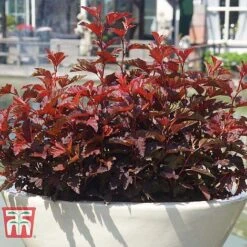 Physocarpus Opulifolius 'Little Angel' -Tulip Bloom PHYS T68148 F