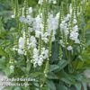 Physostegia Virginiana 'Crystal Peak White'